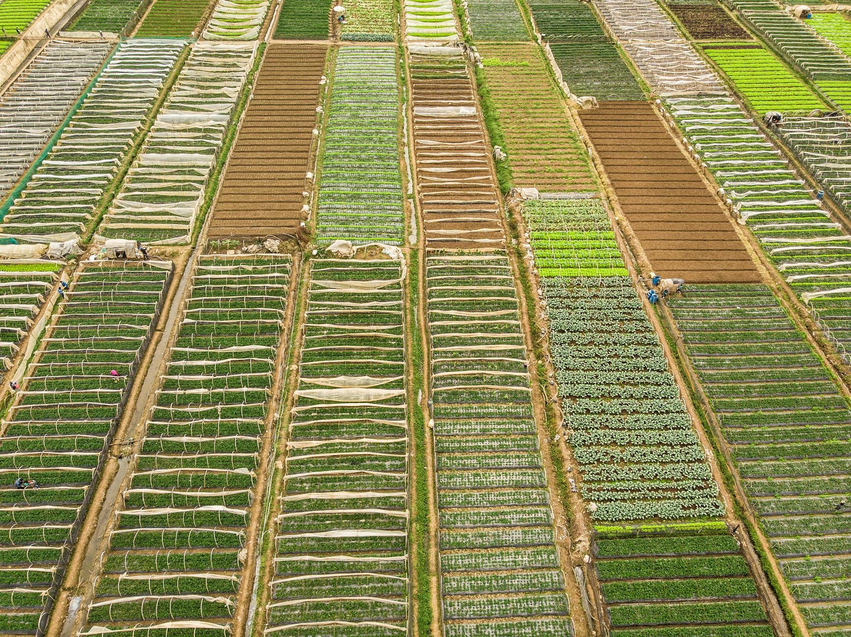 Lotniczy widok na pola uprawne podzielone na różne rośliny