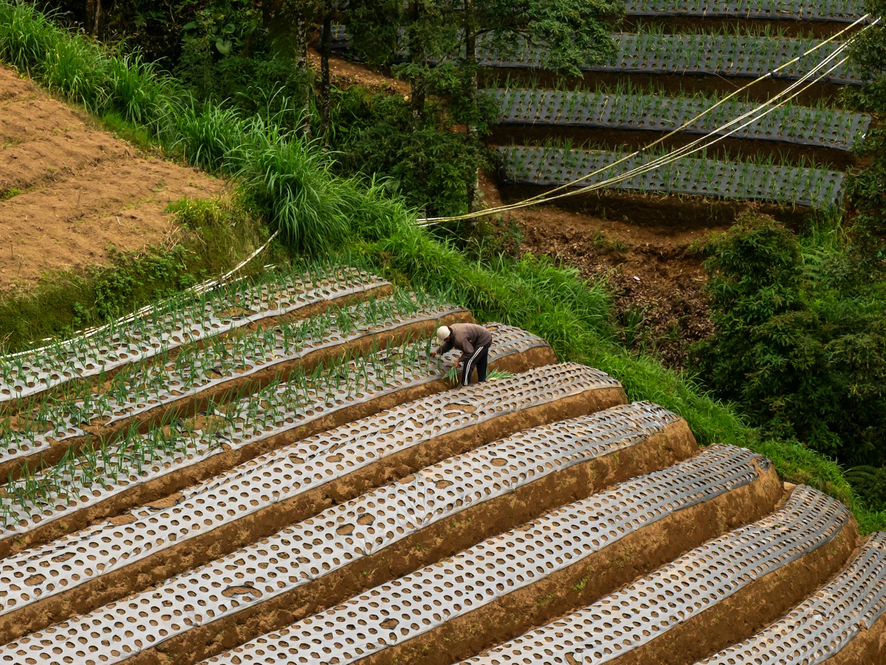 Rolnik dogląda warzyw na zielonych tarasowych polach uprawnych