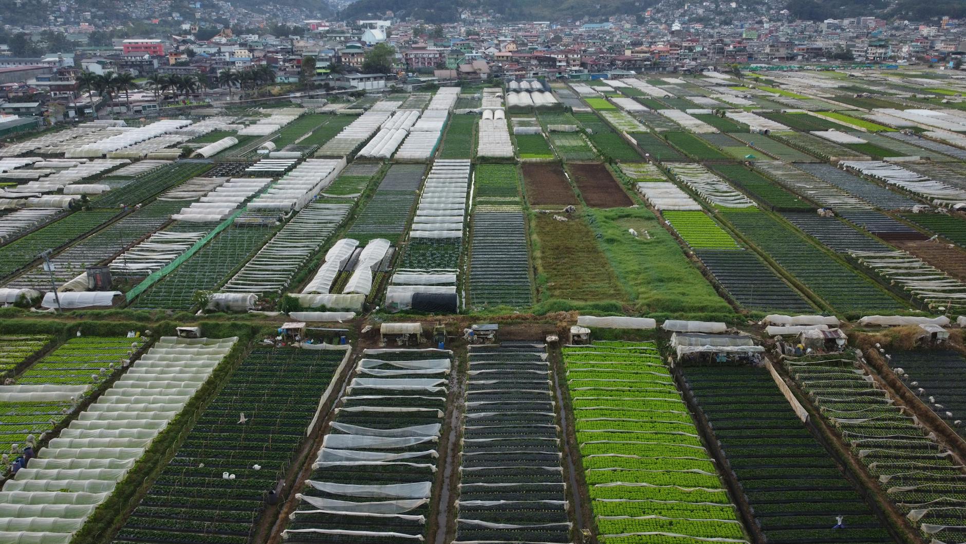 Rozległe pola warzywne z lotu ptaka podzielone na prostokątne działki