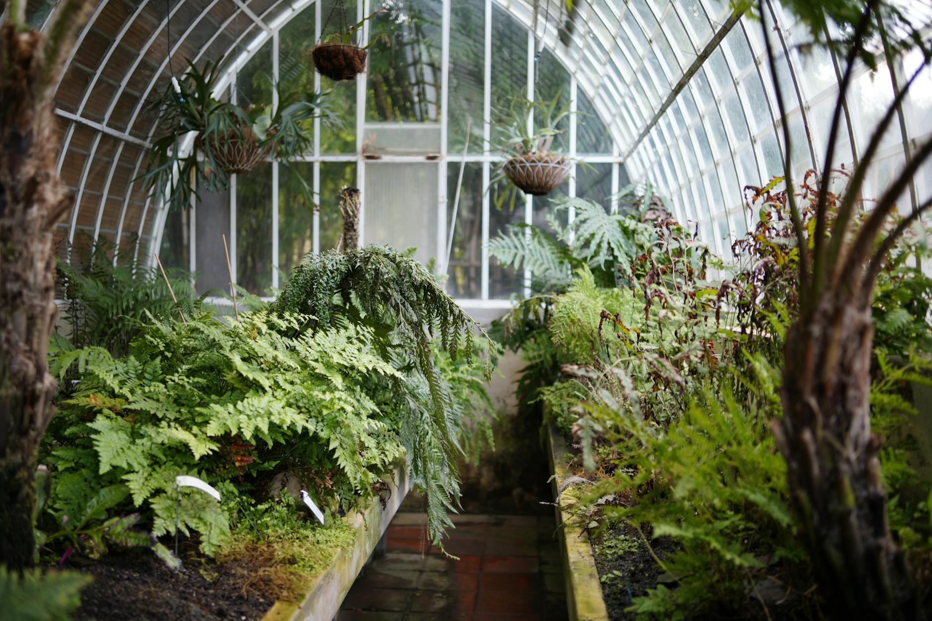 Zielone paprocie i palmy rosnące gęsto w jasnej szklarni