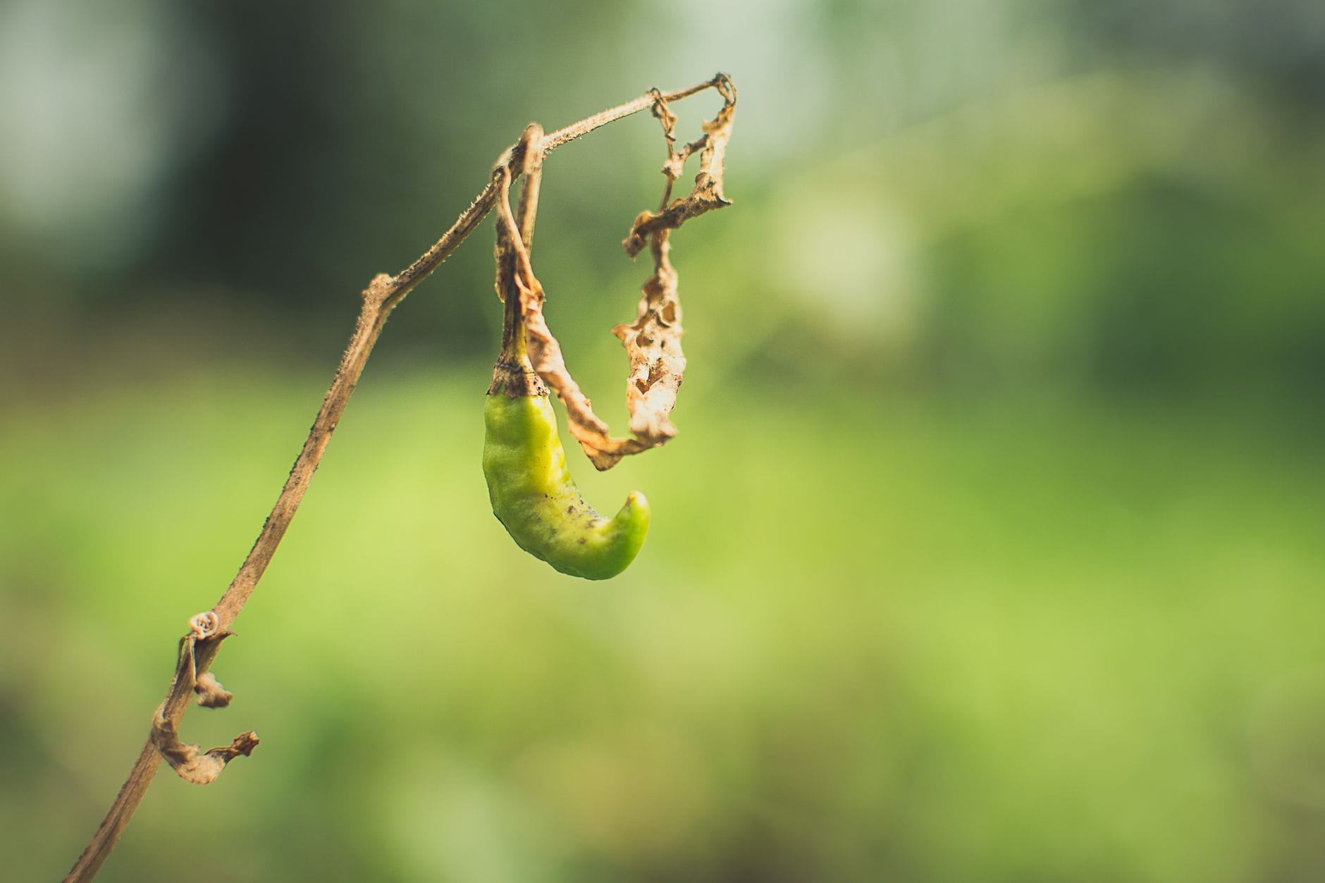 Zielona papryczka chili zwisająca z uschniętej łodygi w ogrodzie